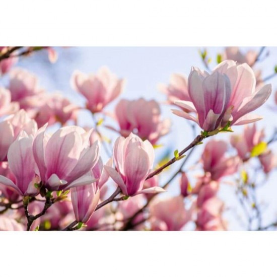 Air Wick Freshmatic cu Spray Odorizant de Camera, Magnolia, 250 ml, Set Aparat Air Wick Freshmatic si Spray Odorizant Tip Aerosol, Aparat Odorizant de Camera Automat, Aparate Odorizante Air Wick, Odorizant Tip Aerosol Automat