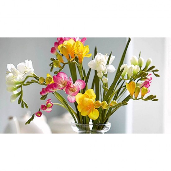 Air Wick Freshmatic cu Spray Odorizant de Camera, Frezie si Iasomie, 250 ml, Set Aparat Air Wick Freshmatic si Spray Odorizant Tip Aerosol, Aparat Automat Odorizant Camera, Aparate Odorizante Air Wick Freshmatic, Odorizant Tip Aerosol Automat