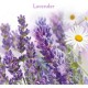 AIR WICK Gel Odorizant Stick-Up, Lavander, 2 Buc/Set, Parfum de Lavanda, Odorizant, Ideal pentru Spatii Mici, Odorizant de Camera, Set Odorizante AIR WICK, Odorizant Stick-up, Odorizant Gel Spatii Mici, Odorizant Parfum de Lavanda