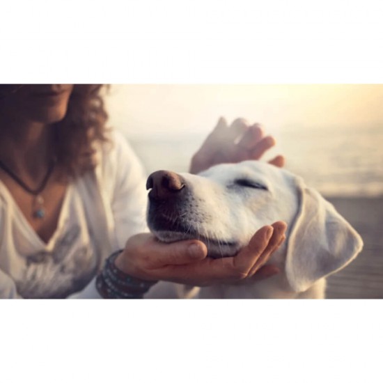 Recompense pentru Caini PEDIGREE Tasty Bites, Cubulete Gumate, 130g, Mancare pentru Catei, Cubulete de Carne pentru Catei, Recompense din Carne pentru Caini, Cubulete Recompensa pentru Catei, Cubulete de Carne pentru Caini