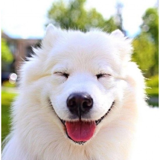 Recompense pentru Caini, Pedigree Markies, 1.5 kg, Recompense Caini, Pedigree Recompensa pentru Caini, Pedigree, Pedigree 1.5 kg