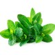 Dropsuri Silvana cu Aroma de Menta, 75 g, Bomboane cu Menta, Dropsuri cu Menta, Bomboane Menta, Dropsuri Menta, Bomboane Silvana, Bomboane Mentolate, Dropsuri Mentolate, Bomboane Aroma de Menta