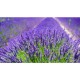 Rezerva Absorbant Umiditate Bison Air Max, 450 g, Lavanda, Rezerve pentru Absorbante de Umiditate Bison Air Max, Absorbant Umiditate cu Parfum de Levantica, Rezerva Solida Absorbtie Umezeala, Rezerva Impotriva Umezelii, Rezerva Dezumidificator